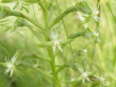 Habenaria humilior, photographed by Antoinette Eyssell Knox