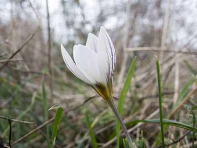 Crocus adamioides, photographed by katunchik