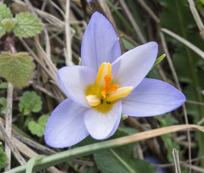 Crocus adamioides, photographed by katunchik