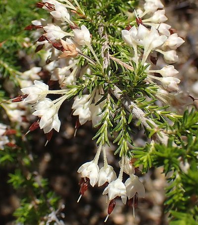 Erica penicilliformis, photographed by Di Turner