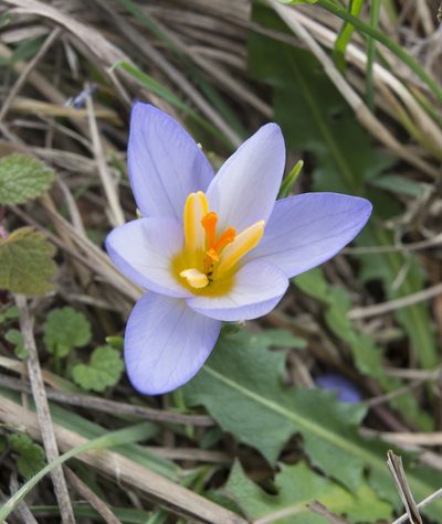 Crocus adamioides, photographed by katunchik