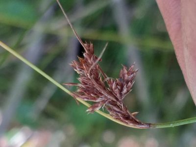Ficinia fascicularis, photographed by kevin koen