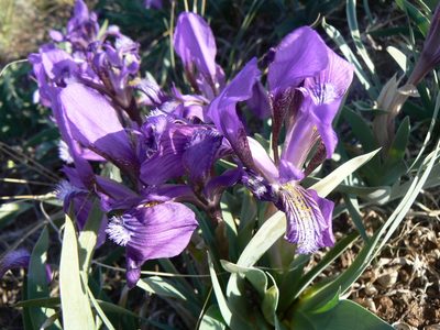 Iris glaucescens, photographed by Andrew Bazdyrev