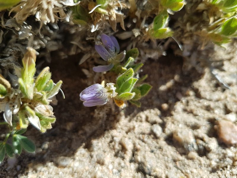 Pogonospermum cleomoides, photographed by Jessica