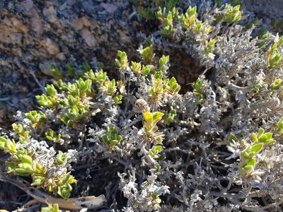 Pogonospermum cleomoides, photographed by Jessica