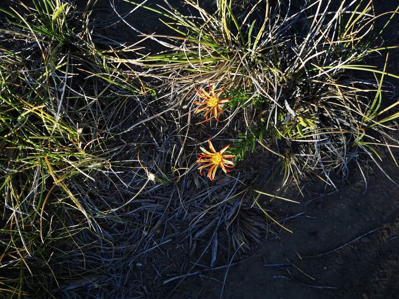 Mutisia linearifolia, photographed by Aira Francisca Faúndez Fallau
