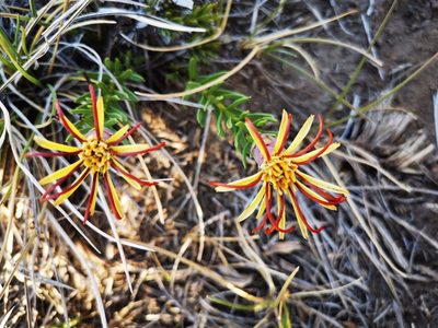 Mutisia linearifolia, photographed by Aira Francisca Faúndez Fallau