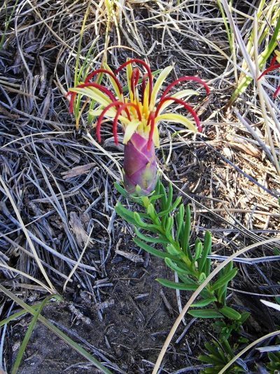 Mutisia linearifolia, photographed by Aira Francisca Faúndez Fallau