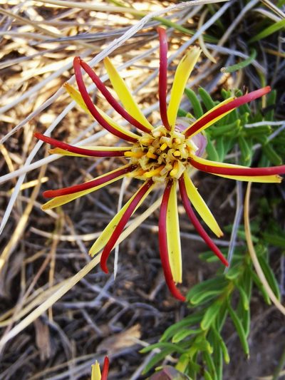 Mutisia linearifolia, photographed by Aira Francisca Faúndez Fallau