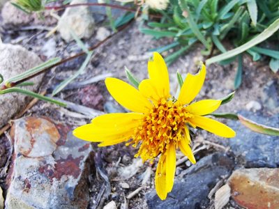 Chaetanthera chilensis, photographed by Aira Francisca Faúndez Fallau