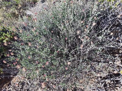 Dyerophytum africanum, photographed by Jessica