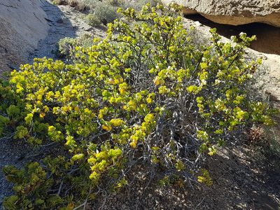 Zygophyllum stapffii, photographed by Jessica