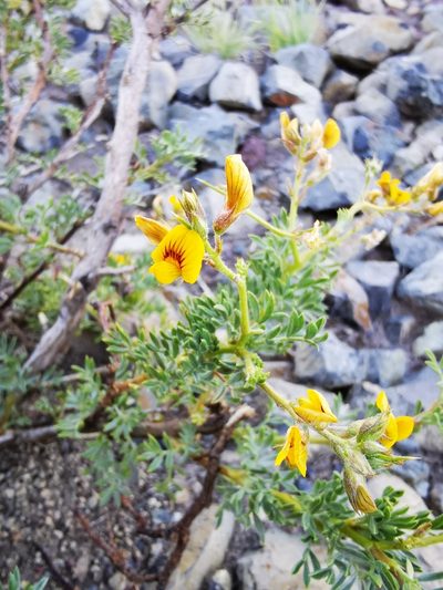 Adesmia volckmannii, photographed by Aira Francisca Faúndez Fallau