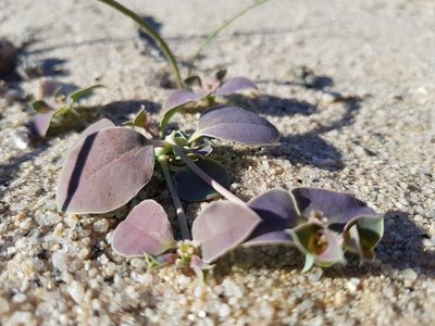 Euphorbia phylloclada, photographed by Jessica