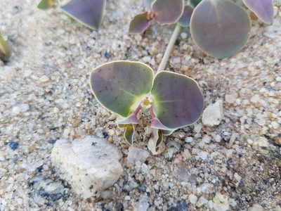 Euphorbia phylloclada, photographed by Jessica