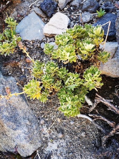 Acaena alpina, photographed by Aira Francisca Faúndez Fallau