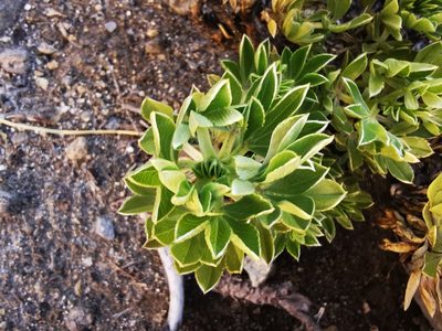 Acaena alpina, photographed by Aira Francisca Faúndez Fallau