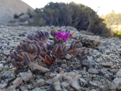 Sesuvium sesuvioides, photographed by Jessica