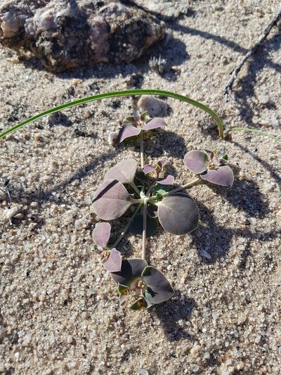 Euphorbia phylloclada, photographed by Jessica