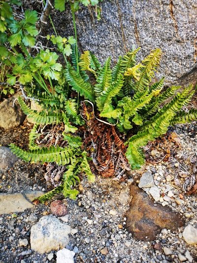 Austroblechnum microphyllum, photographed by Aira Francisca Faúndez Fallau