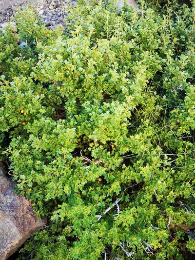 Ribes cucullatum, photographed by Aira Francisca Faúndez Fallau