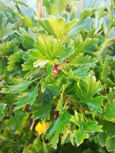 Ribes cucullatum, photographed by Aira Francisca Faúndez Fallau