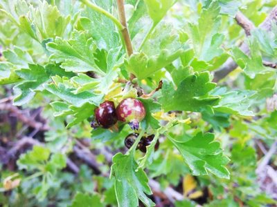 Ribes cucullatum, photographed by Aira Francisca Faúndez Fallau