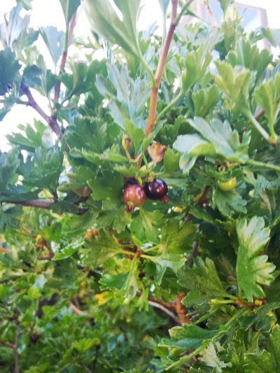 Ribes cucullatum, photographed by Aira Francisca Faúndez Fallau