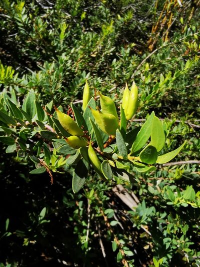Orites myrtoideus, photographed by Aira Francisca Faúndez Fallau