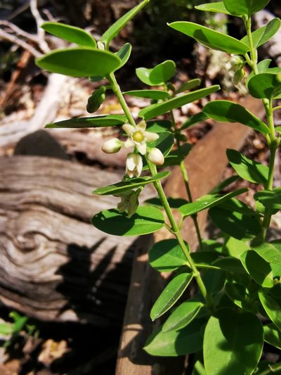 Diplolepis nummulariifolia, photographed by Aira Francisca Faúndez Fallau