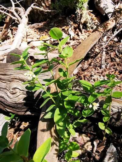 Diplolepis nummulariifolia, photographed by Aira Francisca Faúndez Fallau