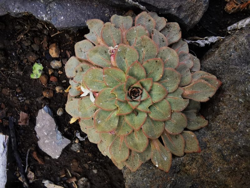 Viola rosulata, photographed by Aira Francisca Faúndez Fallau