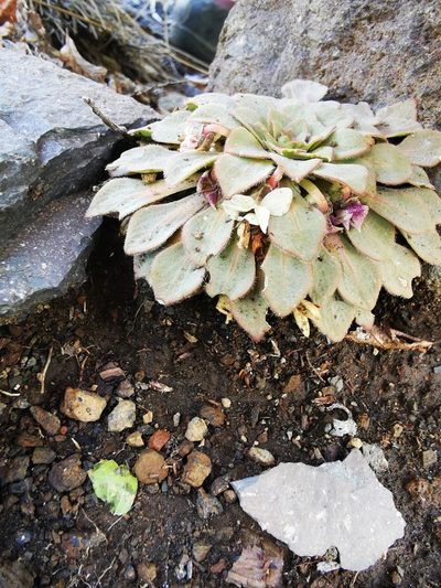 Viola rosulata, photographed by Aira Francisca Faúndez Fallau