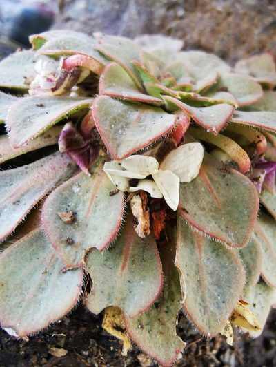 Viola rosulata, photographed by Aira Francisca Faúndez Fallau