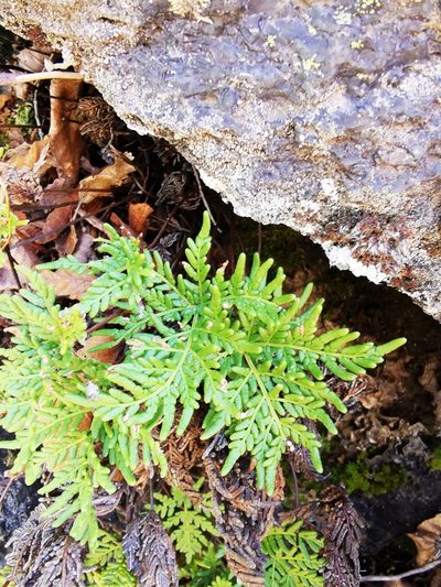 Quechuapteris glauca, photographed by Aira Francisca Faúndez Fallau