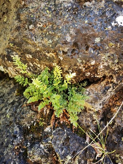 Cryptogramma fumariifolia, photographed by Aira Francisca Faúndez Fallau
