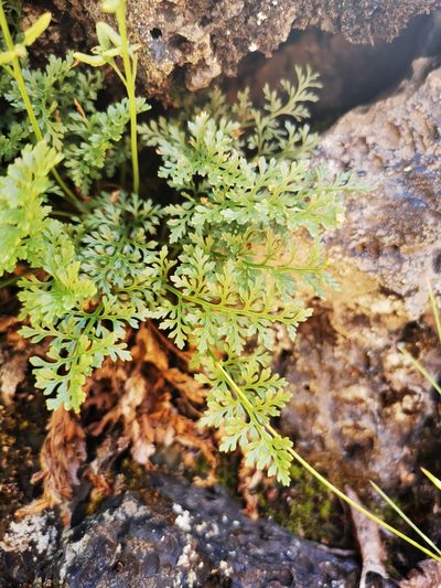 Cryptogramma fumariifolia, photographed by Aira Francisca Faúndez Fallau