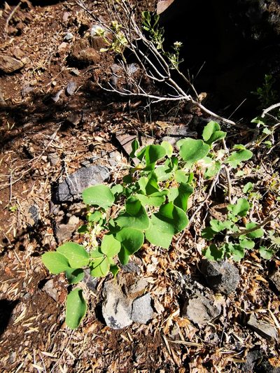Berberis rotundifolia, photographed by Aira Francisca Faúndez Fallau