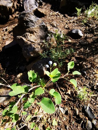 Berberis rotundifolia, photographed by Aira Francisca Faúndez Fallau