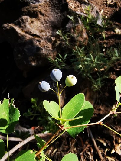 Berberis rotundifolia, photographed by Aira Francisca Faúndez Fallau