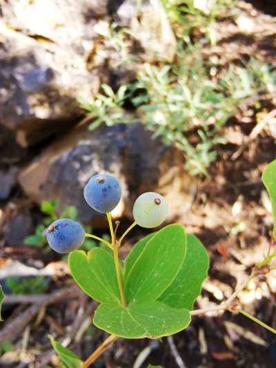 Berberis rotundifolia, photographed by Aira Francisca Faúndez Fallau
