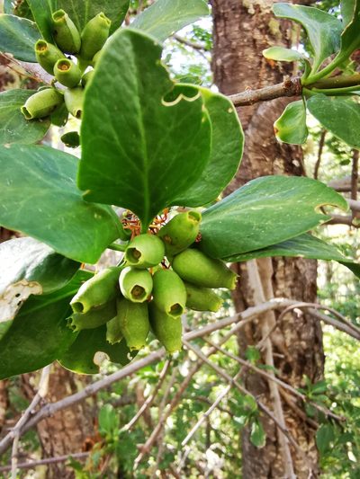 Desmaria mutabilis, photographed by Aira Francisca Faúndez Fallau