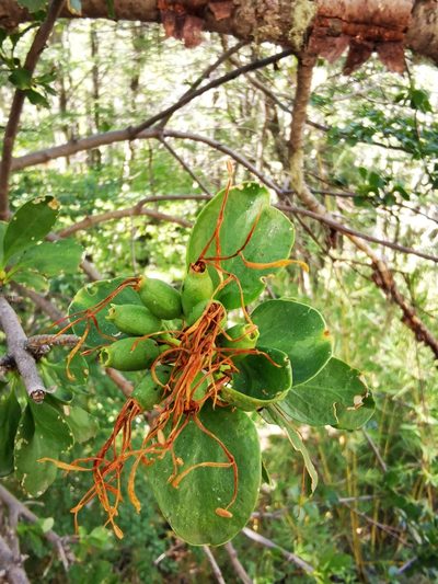Desmaria mutabilis, photographed by Aira Francisca Faúndez Fallau