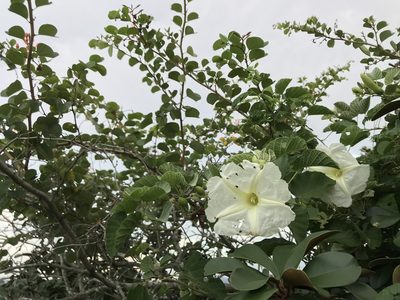 Ipomoea albivenia, photographed by Ronald Olivier
