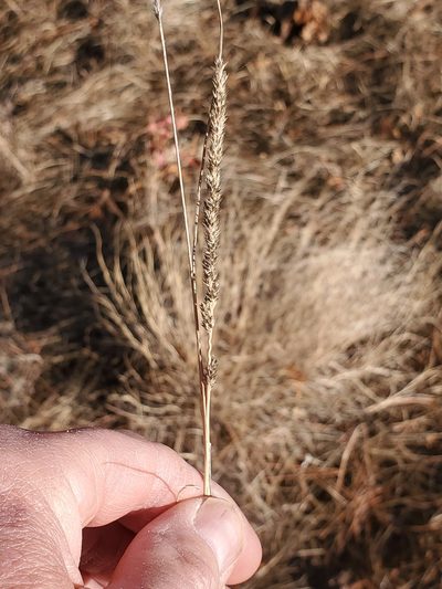 Muhlenbergia wrightii, photographed by Craig Martin