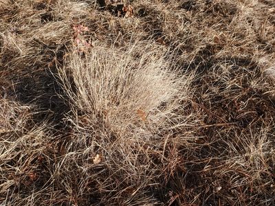 Muhlenbergia wrightii, photographed by Craig Martin