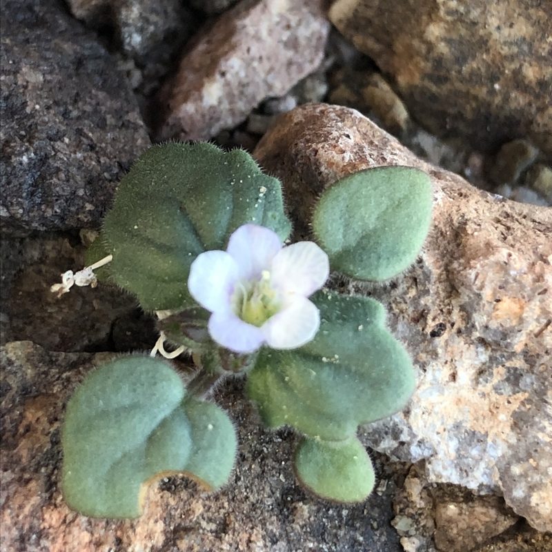 Phacelia neglecta, photographed by Melanie J. Davis