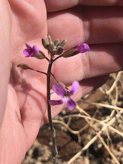 Boechera pulchra, photographed by Melanie J. Davis