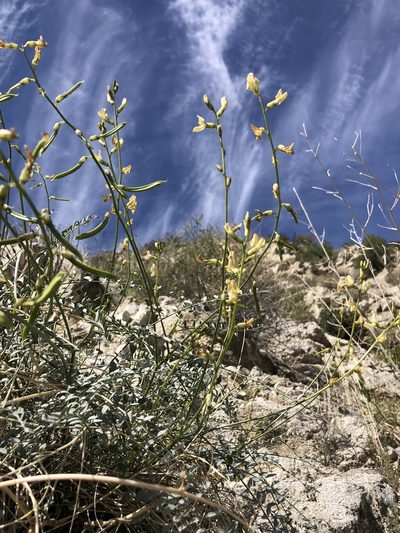 Astragalus tricarinatus, photographed by Melanie J. Davis