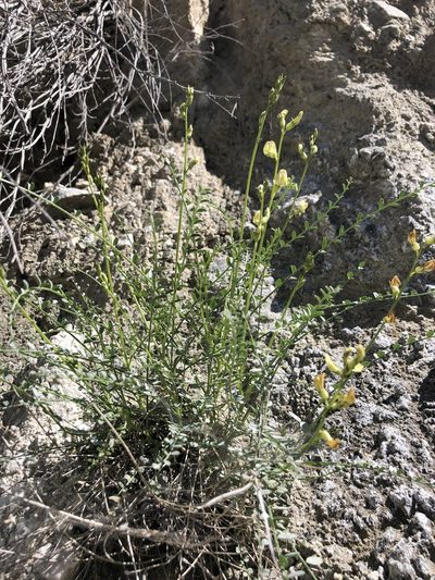 Astragalus tricarinatus, photographed by Melanie J. Davis